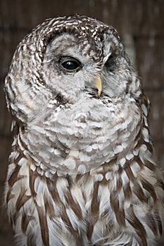 Barred owl