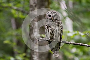 Barred Owl in Acadia National Park