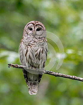 Barred Owl in Acadia National Park