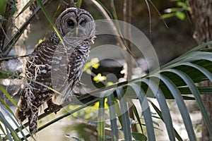 Barred owl adult on palm frond looking directly at camera