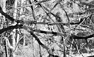Barred owl as seen in black and white April 2023