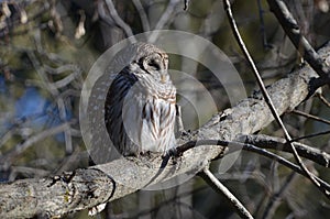Barred Owl asleep in forest