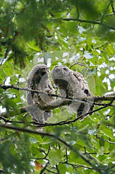 Barred Owl babies resting on a tree branch