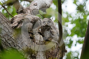 Barred Owl baby resting on a tree branch