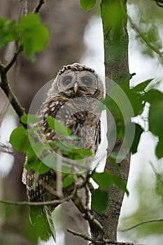 Barred Owl baby resting on a tree branch