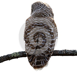 Barred Owl Back