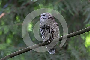 Barred Owl bird