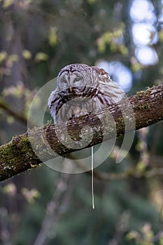 Barred Owl Bird