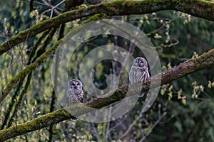 Barred Owl Bird