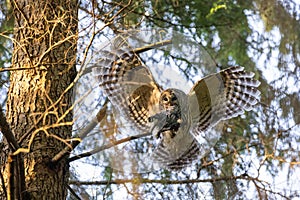 Barred Owl Bird