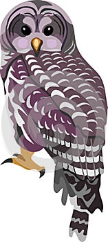 Barred Owl Bird Animal Vector Illustration