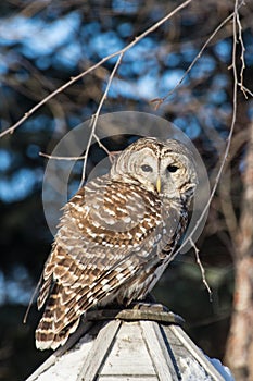 Barred Owl on Bird Feeder