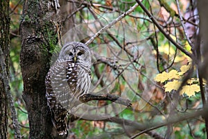 Barred Owl Bird Perched in Tree with Fall Leaves
