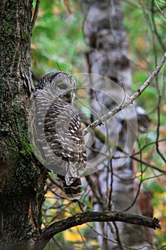 Barred Owl Bird Perched in Tree with Fall Leaves