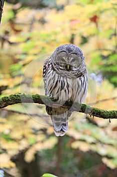 Barred Owl Bird Perched in Tree with Fall Leaves