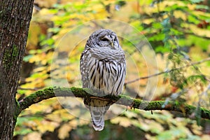 Barred Owl Bird Perched in Tree with Fall Leaves