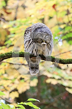 Barred Owl Bird Preening Foot Perched on Branch with Fall Leaves