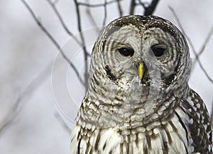 Barred Owl on a branch.