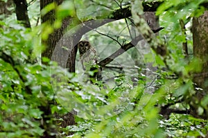 Barred Owl in Cades Cove GSMNP