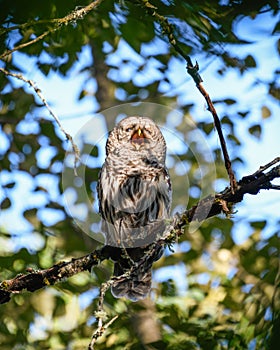 A barred owl calling in the forest with mouth open