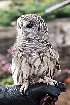 A Barred Owl In Captivity