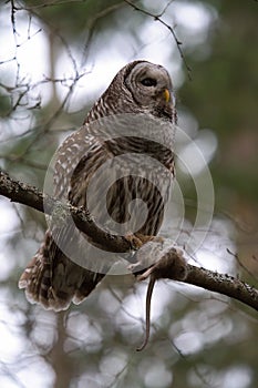 Barred Owl caught a big mouse as lunch
