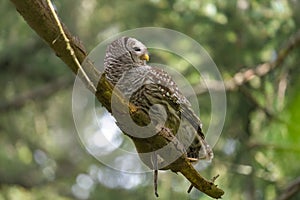 Barred Owl caught a snake as lunch photo