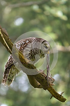 Barred Owl caught a snake as lunch photo