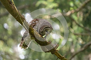 Barred Owl caught a snake as lunch photo