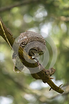 Barred Owl caught a snake as lunch photo