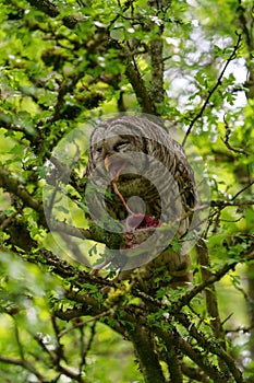 Barred Owl caught a squirrel as dinner