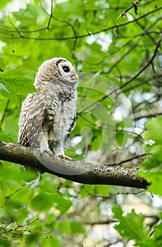 Barred Owl Chick Baby Perched on Tree Branch