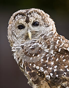 Barred Owl Close up