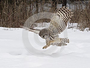 Barred owl