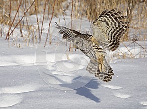 Barred owl