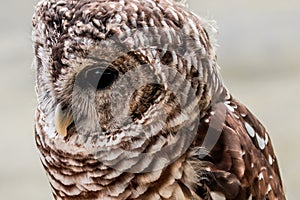Barred Owl Close-up