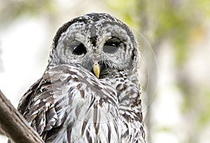 Barred Owl close up portrait