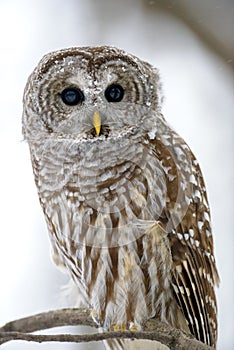 Barred owl close up