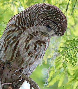 Barred owl closeup