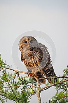 Barred Owl in Cypress Tree eating crayfish in Everglades.