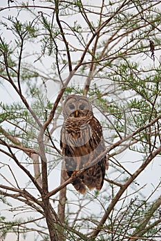 Barred Owl in Cypress Tree in Everglades.