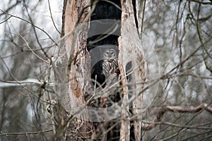 Barred owl in a dead tree