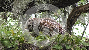 Barred owl eating its prey