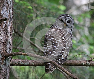 Barred Owl Eye Contact