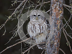 Barred Owl on an eye level perch