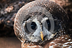 Barred owl face, close up, portrait