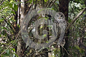 Barred Owl at Fakahatchee Strand Preserve State Park, Florida