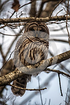 Barred owl in winter