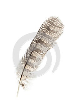 Barred Owl feather