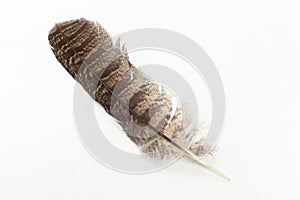 Barred Owl feather